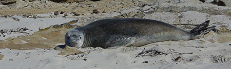 Seals Mammal Falkland Islands